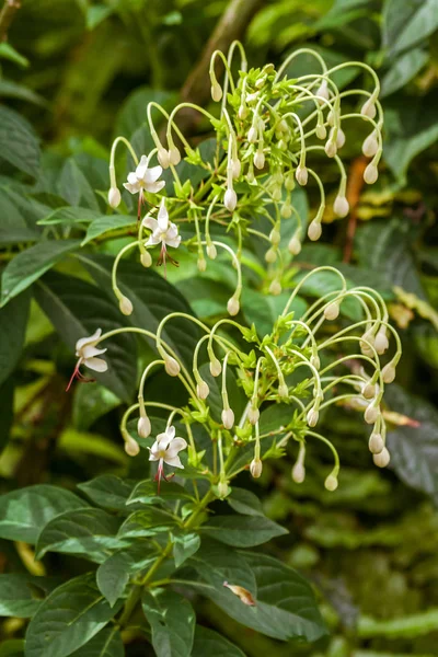 Ehretia ou Cabrillet — Photo