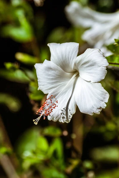 HIBISCO BRANCO — Fotografia de Stock