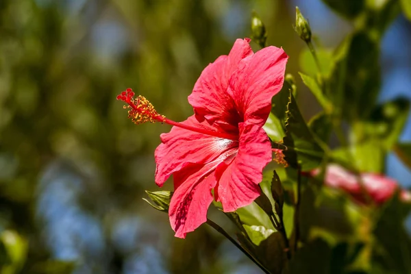 Hibisco rojo — Foto de Stock