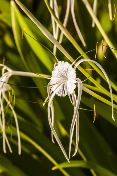 Fehér pók liliom - hymenocallis — Stock Fotó