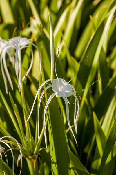 Biały pająk lily - hymenocallis — Zdjęcie stockowe