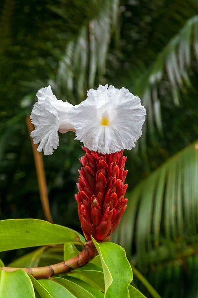 Cheilocostus speciosus, crepe ginger — Stock Photo, Image