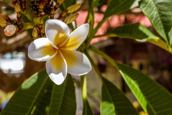 Frangipani-Blumen (plumeria)) — Stockfoto
