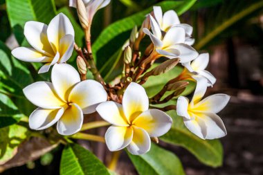 Frangipani çiçekler (plumeria)