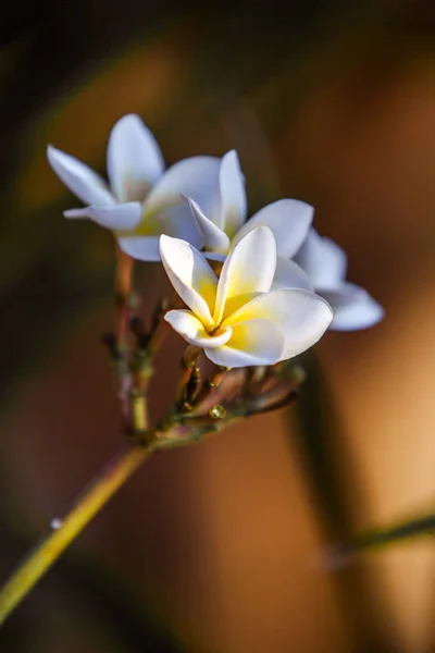 Kwiatów Frangipani (plumeria) — Zdjęcie stockowe