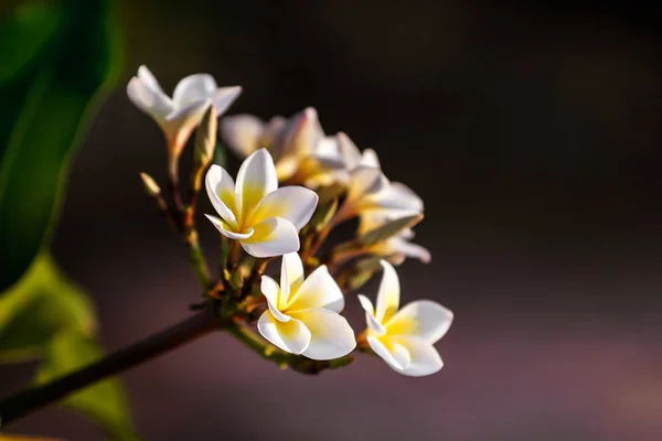 Kwiatów Frangipani (plumeria) — Zdjęcie stockowe