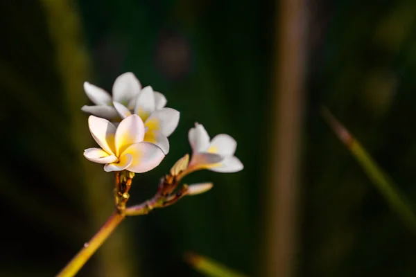 Flores de Frangipani (plumeria ) — Fotografia de Stock