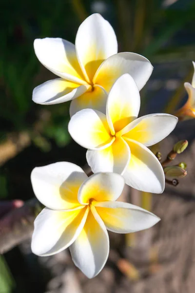 Keře květy (plumeria) — Stock fotografie