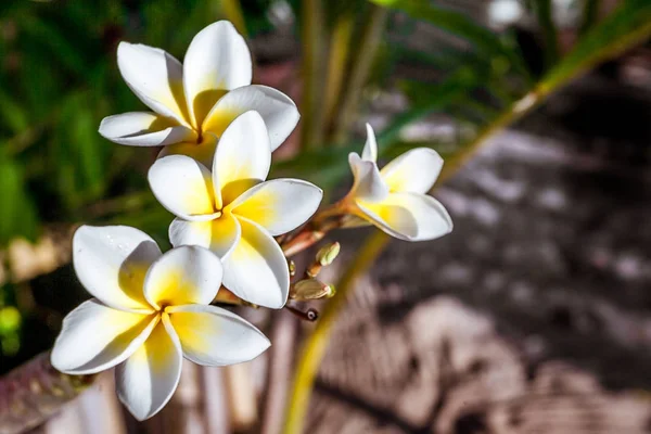 Flores de Frangipani (plumeria ) — Fotografia de Stock