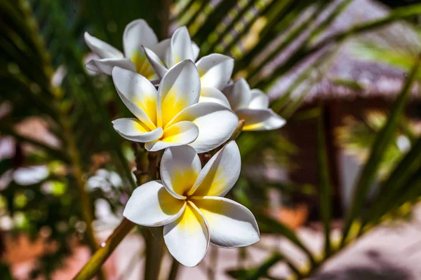 Keře květy (plumeria) — Stock fotografie