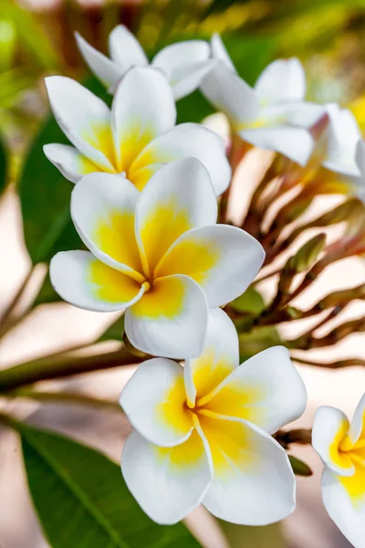 Frangipani çiçekler (plumeria) — Stok fotoğraf