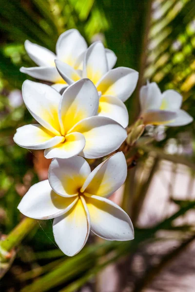 Frangipani 꽃 (plumeria) — 스톡 사진