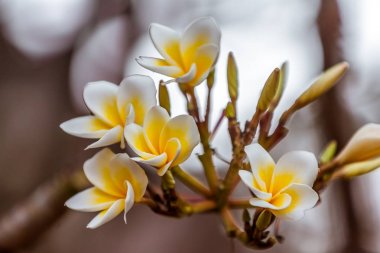 Frangipani çiçekler (plumeria)