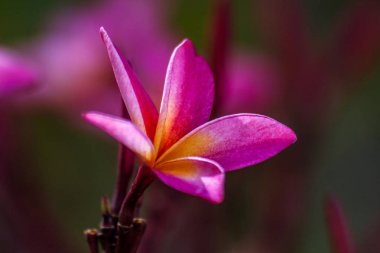 Frangipani çiçekler (plumeria)