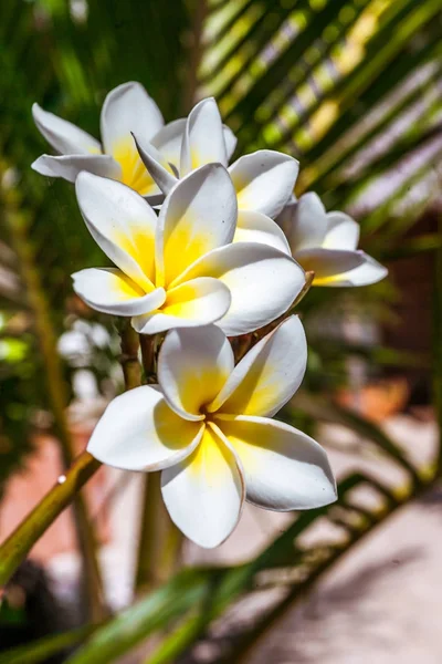 Frangipani 꽃 (plumeria) — 스톡 사진