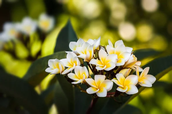 Kwiatów Frangipani (plumeria) — Zdjęcie stockowe