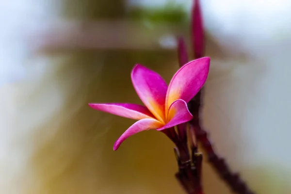 Kwiatów Frangipani (plumeria) — Zdjęcie stockowe