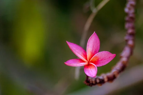 Frangipani flowers (plumeria) — Stock Photo, Image