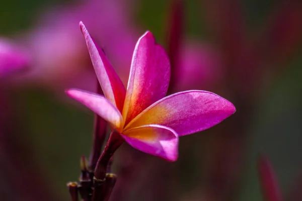 Flores de Frangipani (plumeria ) — Fotografia de Stock