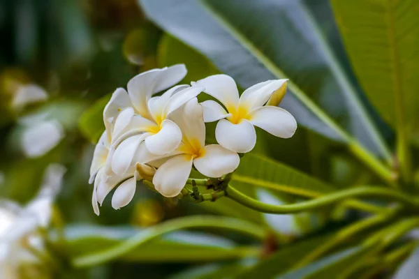Frangipani-Blumen (plumeria)) — Stockfoto