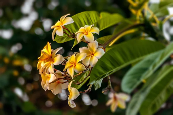 Keře květy (plumeria) — Stock fotografie