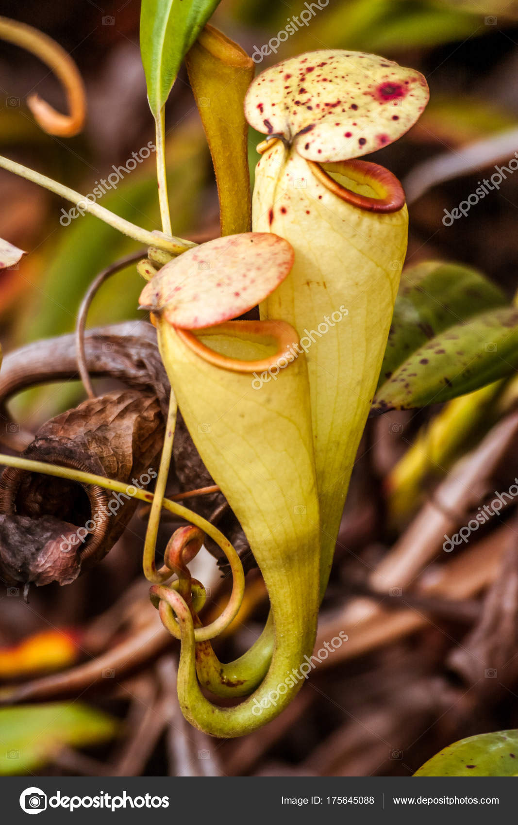 Nepenthes carnivores plant endémiques du Sud madagascar — Image de pierivb