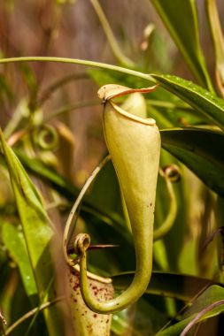 Nepenthes etçil bitki
