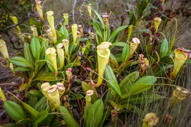 Nepenthes, carnivorous plant clipart