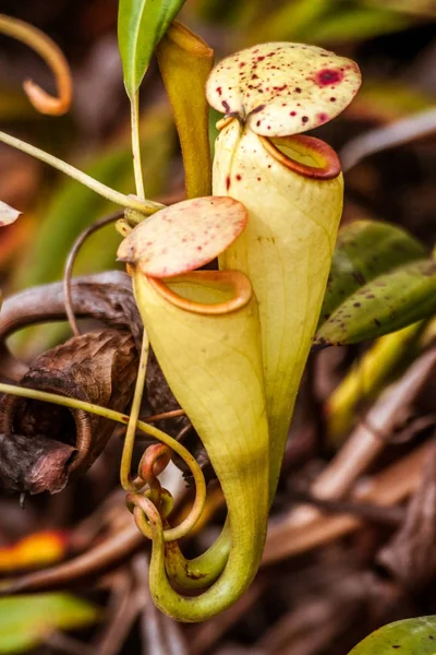 Nepenthes, planta carnívora — Fotografia de Stock