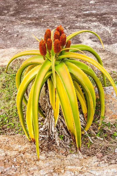 Dziki aloe vera — Zdjęcie stockowe