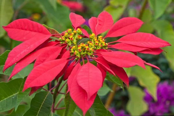 Red poinsettia flowers — Stock Photo, Image