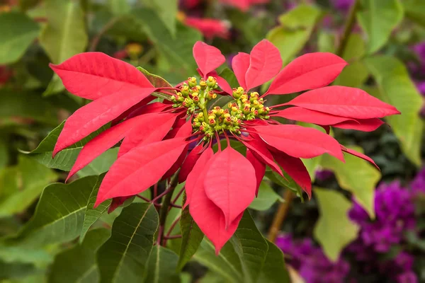 Red poinsettia flowers — Stock Photo, Image