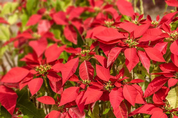 Цветки красной пуансеттии — стоковое фото