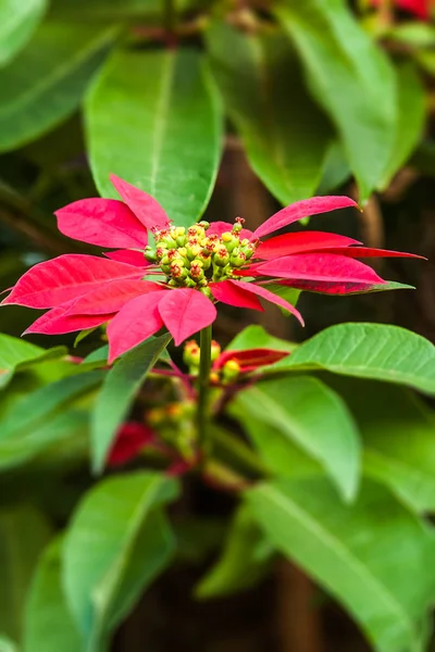 Czerwone kwiaty Poinsettia — Zdjęcie stockowe