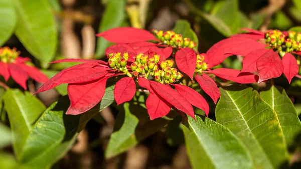 Red poinsettia flowers — Stock Photo, Image