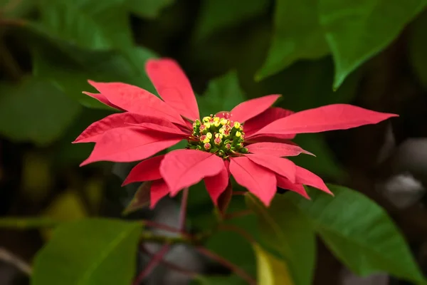 붉은 포인세티아 꽃 — 스톡 사진