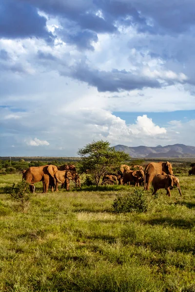 Manada de elefantes en la sabana africana —  Fotos de Stock