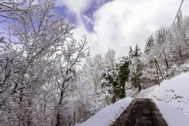 Snowy orman yolu
