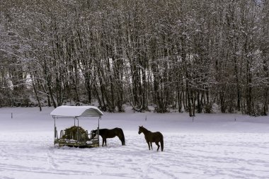Karlı padok içinde atlar