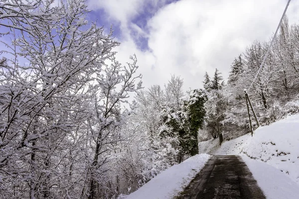 Snowy forest path — Stock Photo, Image