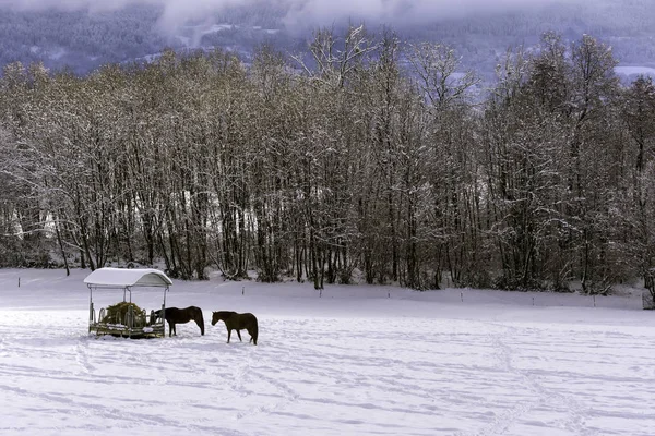 Chevaux dans le paddock enneigé — Photo