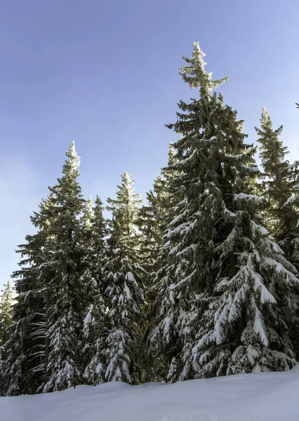 Sapins couverts de neige — Photo