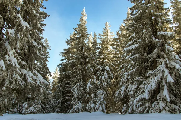 Sapins couverts de neige — Photo