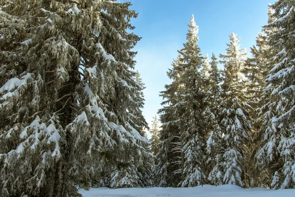 Snow-covered fir trees — Stock Photo, Image