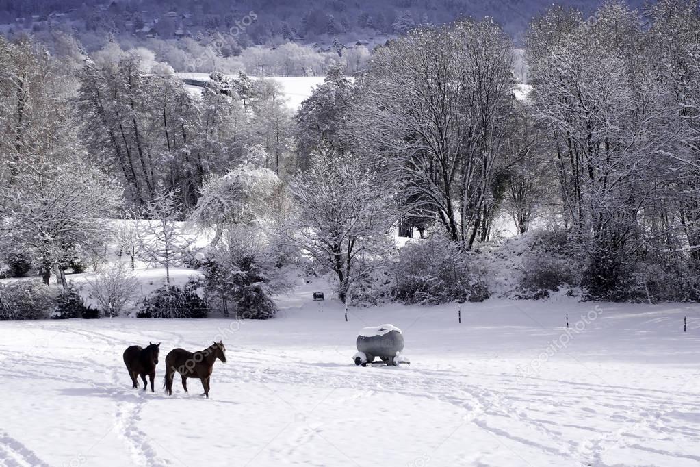 Horses in the snowy paddock