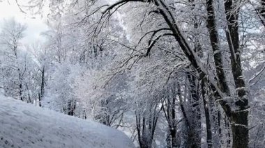 Düşen kar karlı bir çalılar düşüyor