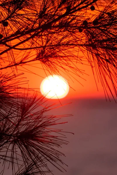 Solnedgång på Filaos — Stockfoto