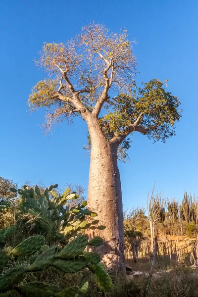 Madagaskar Baobab ağacı — Stok fotoğraf