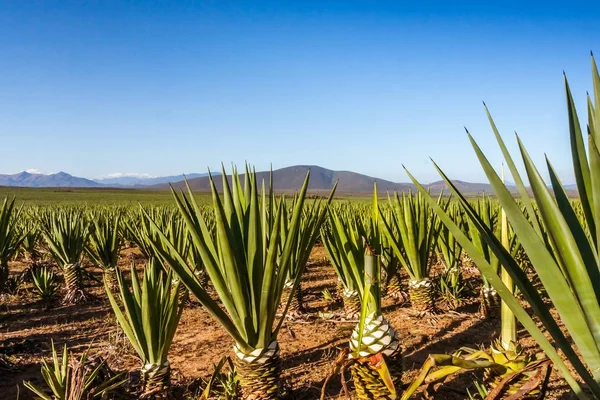 Plantación de sisal —  Fotos de Stock