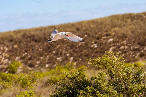 Red-billed tropic bird "Paille-nl-Queue" — Stockfoto